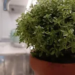 Appartement Center -braga