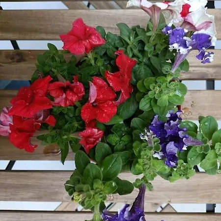 Center -braga * Braga